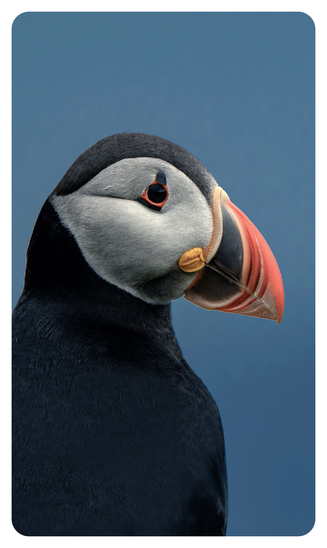 Faroe Islands puffin